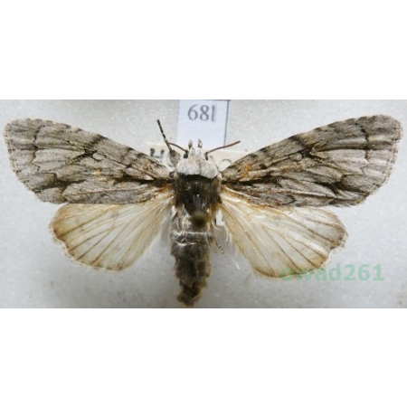 Acronicta psi (Linnaeus, 1758) male Wieczernica strzałówka Czech68l